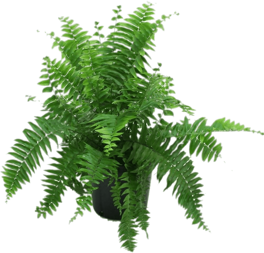 Fern In Black Pot Png - Fern In A Pot (1000x1000)