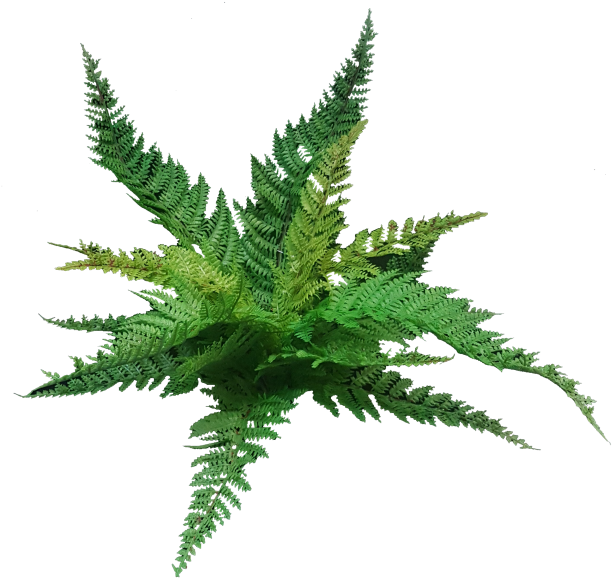 Leather Fern Bush - Ostrich Fern (800x600)