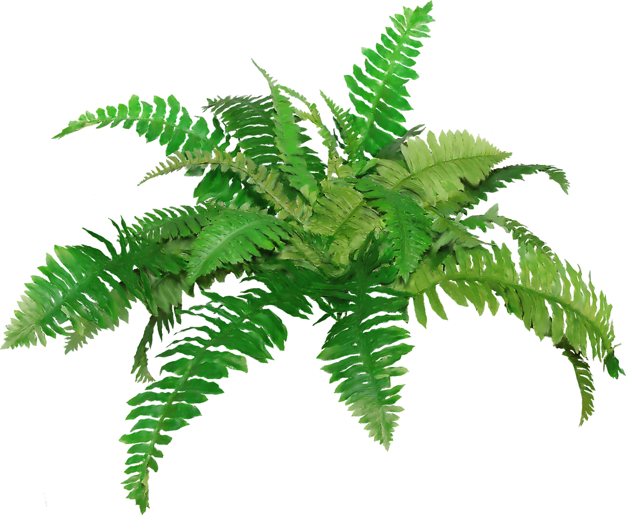 Fern Clip Art - Transparent Background Fern Clipart (1245x1024)