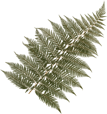 Feather Fern - Giant Frond - Lady Fern (393x400)