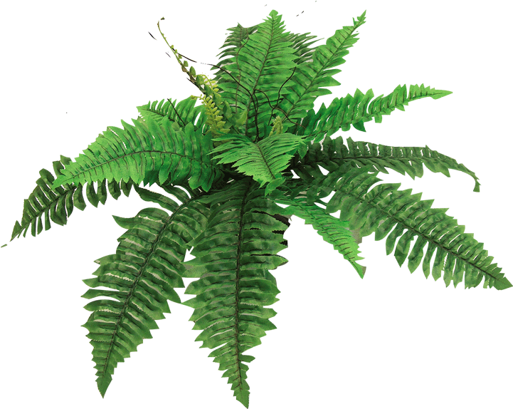 Alycia Page Breaker - Cartoon Picture Of A Fern (720x719)