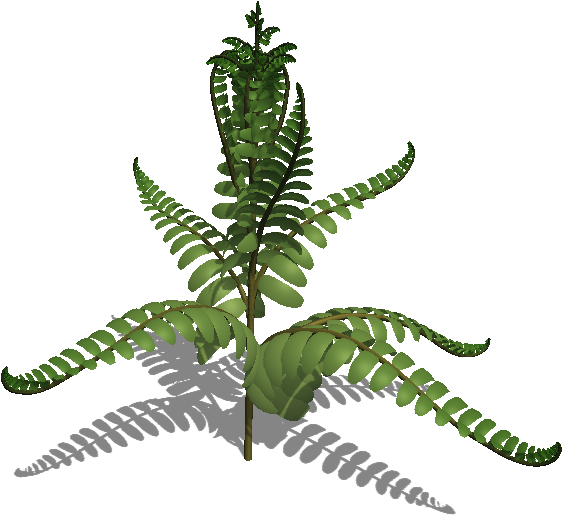 Source - Ludussilva - Com - Report - Fern Leaf - Fern (576x528)