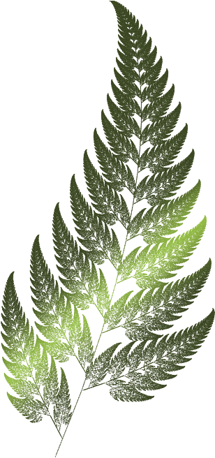 The Fern Is One Of The Basic Examples Of Fractals - Barnsley Fern (358x662)