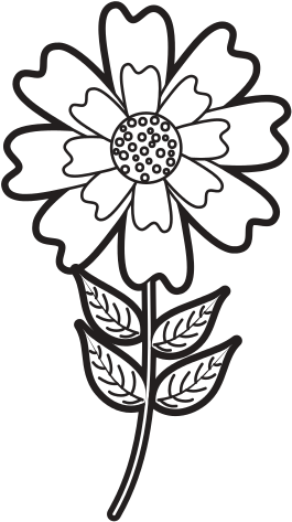 Aster Flower Natural Petal Leaves Stem - Zinnia (550x550)