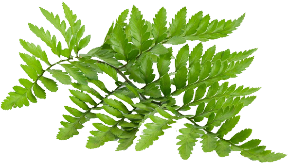 Polypodium Leucotomos Leaf - Fougère (640x384)