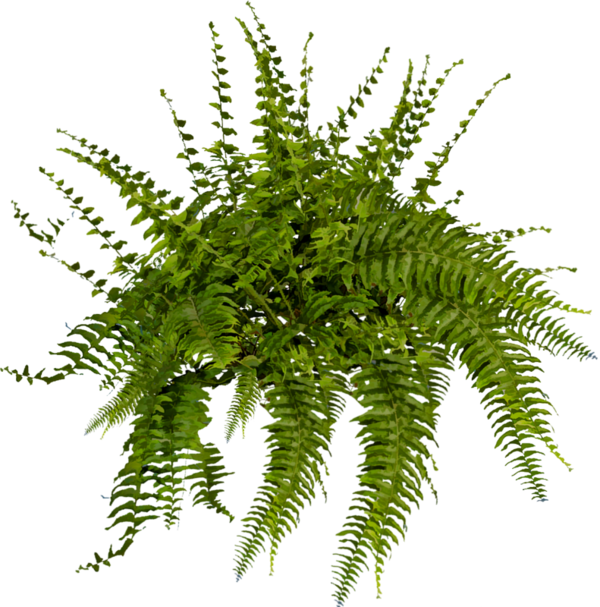 Tubes Arbres Et Verdures - Png Vegetation (600x607)