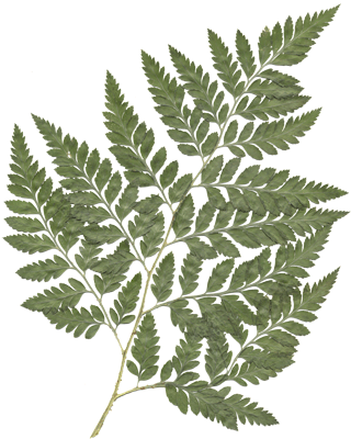 Leather Leaf Fern - Leatherleaf Fern Leaves (320x400)