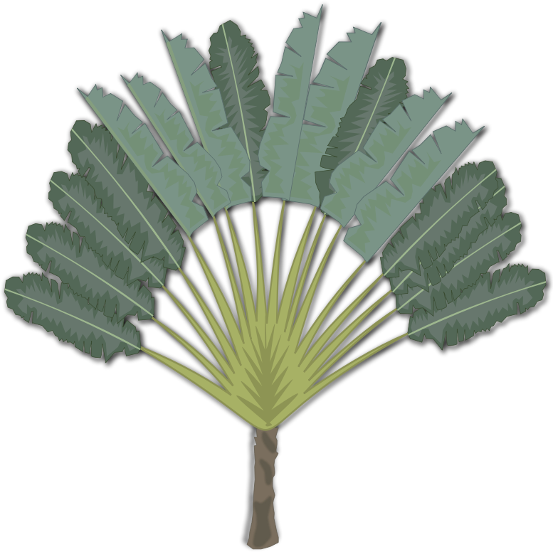 Palm Trees Clip Art Portable Network Graphics Ravenala - Sabal Minor (777x776)