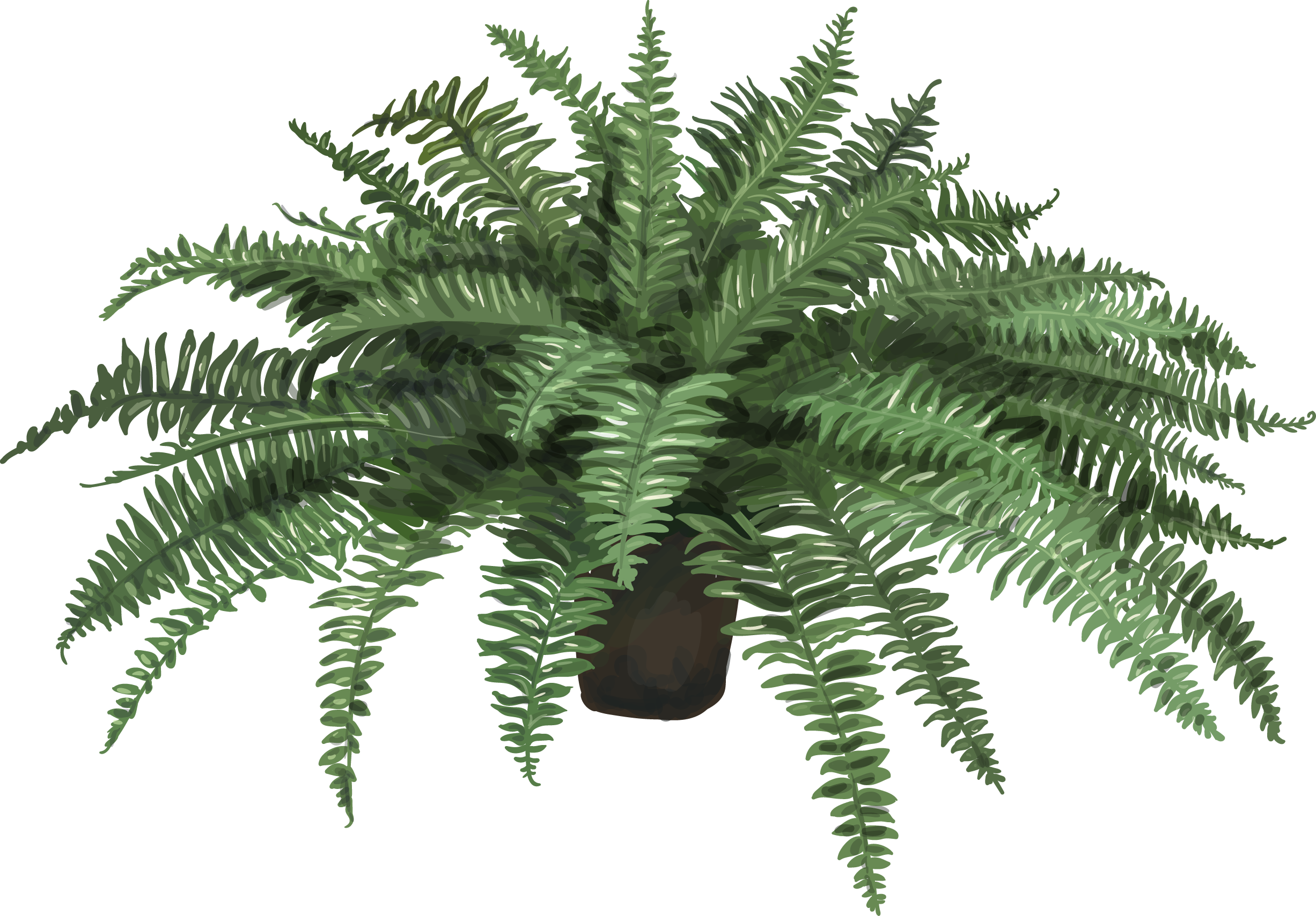 Nephrolepis Exaltata Fern Plant Leaf Artificial Flower - Fern In A Pot Png (2453x1709)