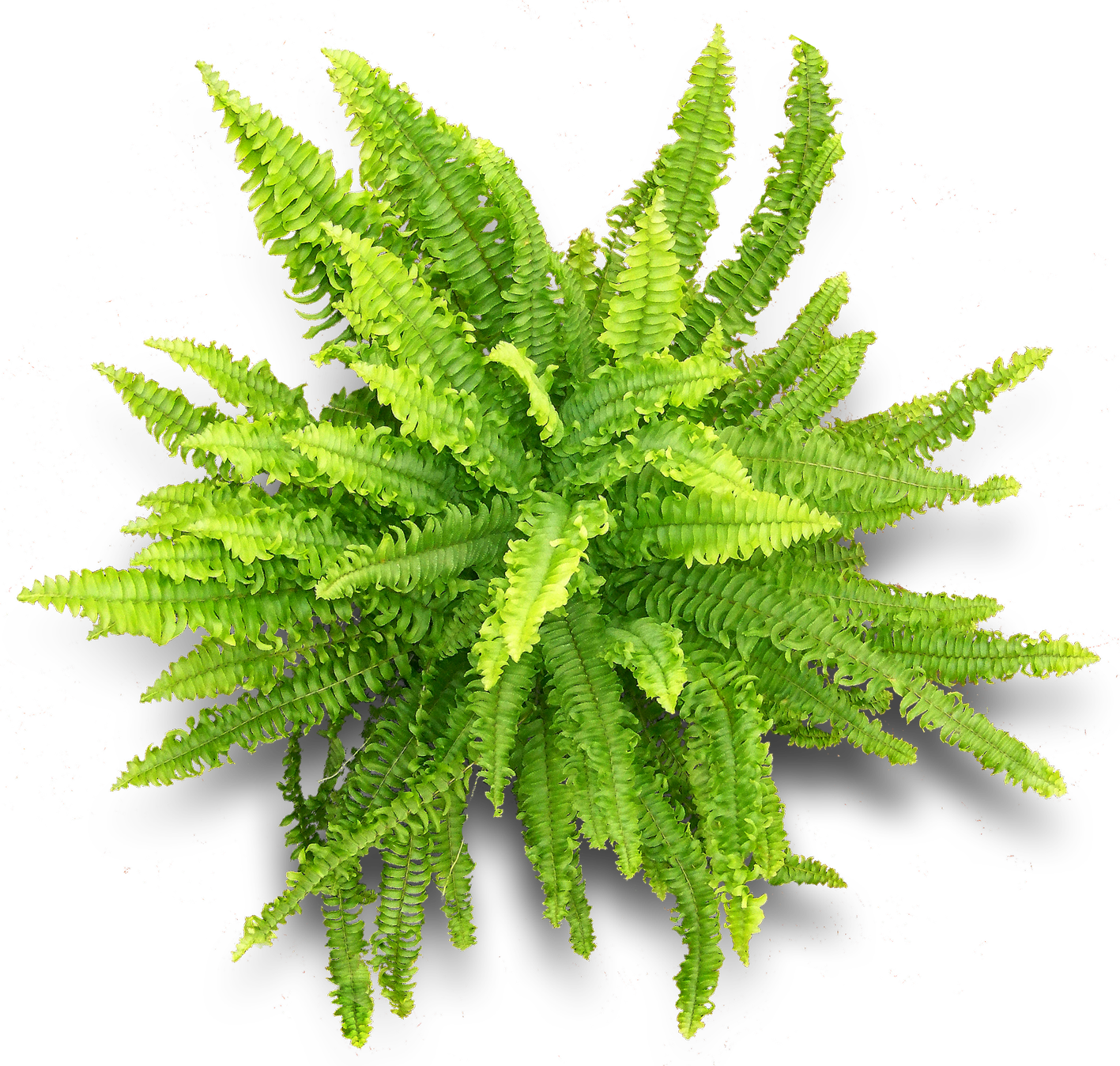 Vascular Plant Fern Herbalism - Vascular Plant (1417x1348)