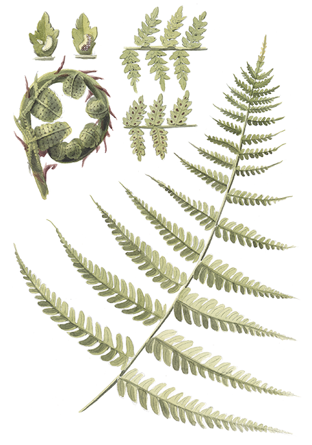 Ostrich Fern (472x760)