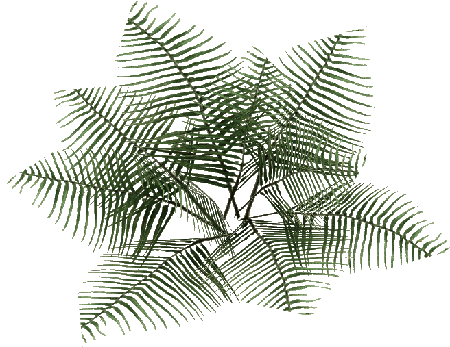 Bracken Fern 2 - Bracken Png (655x655)