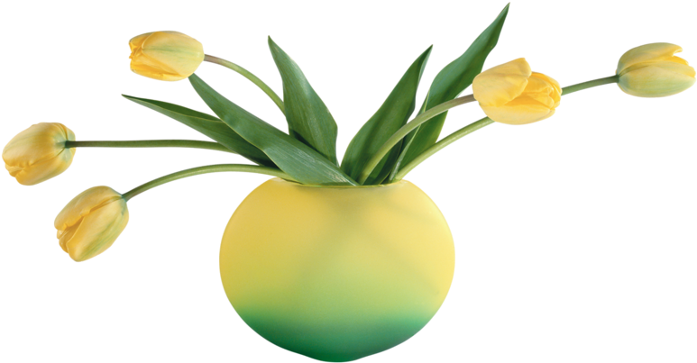 Vase Flower Portable Network Graphics Clip Art Tulip - Подснежники (800x434)