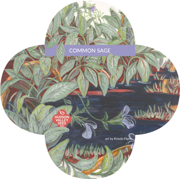 Common Sage Herb Perennial Plant Portable Network Graphics - Portable Network Graphics (800x600)