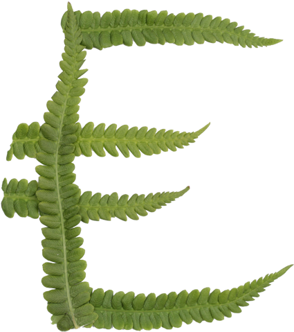 Fern-poster2 - Ostrich Fern (525x547)