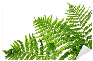 Three Green Leaves Of Fern Isolated On White Wall Mural - Fern Background (400x400)