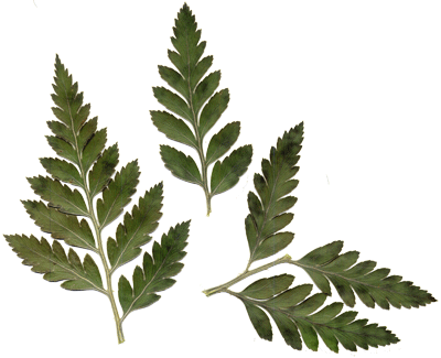 Hi-res Image Of Leather Leaf Fern - Leather Leaf Fern Drawing (400x325)