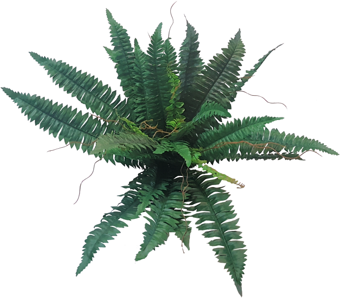 More View - Fern (800x600)