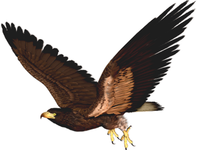 Hawk Clipart - Hawk Png (640x480)