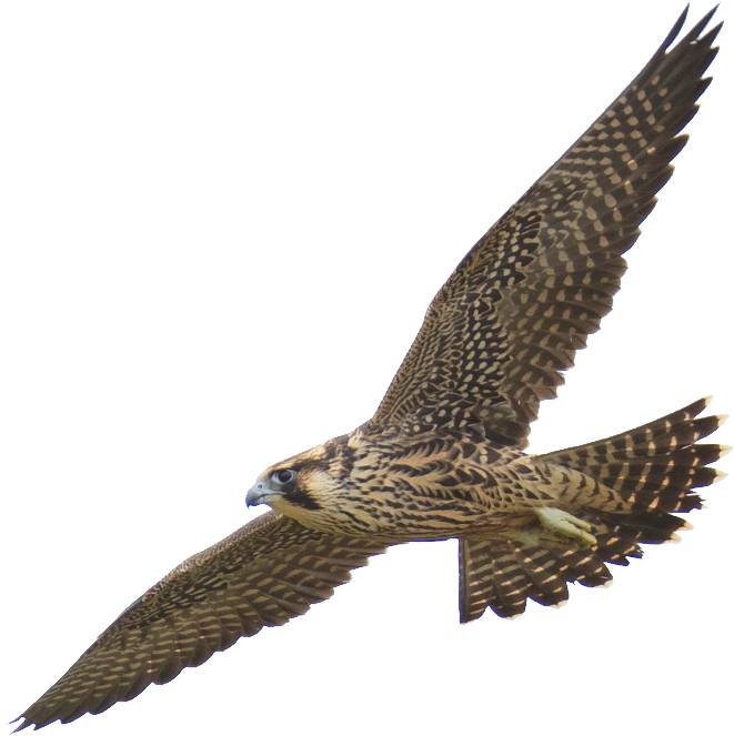 Free Clipart - 1001freedownloads - Com - Peregrine Falcon No Background (925x864)