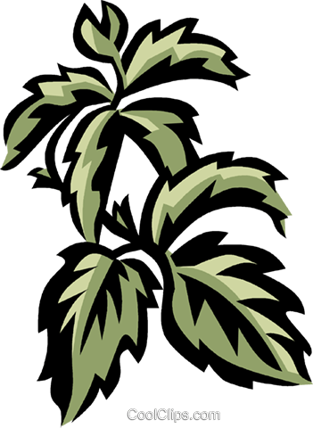 Virginia Creeper Royalty Free Vector Clip Art Illustration - Virginia Creeper (351x480)