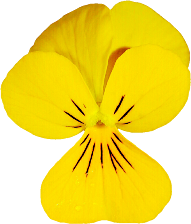 Dainty Yellow Viola By Jeanicebartzen27 - Pansy (719x807)