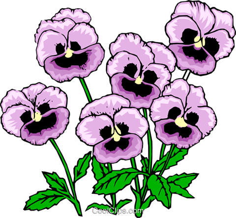 Pansies Royalty Free Vector Clip Art Illustration - Pansy Clip Art Free (480x444)