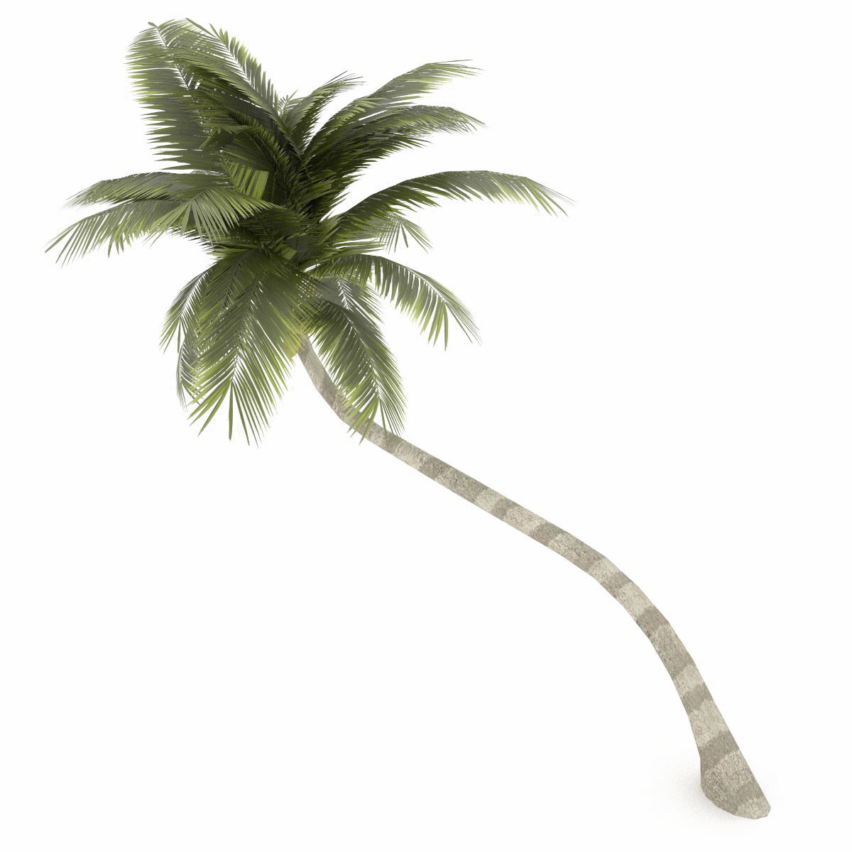 Coconut Tree Png Transparent Image - Palm Tree Transparent Background (1200x1200)