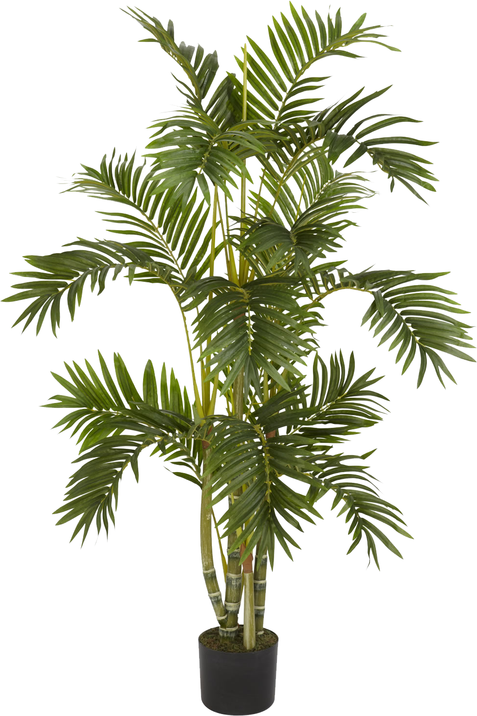 Plants Png 1 - Palm Tree In A Pot (980x1471)