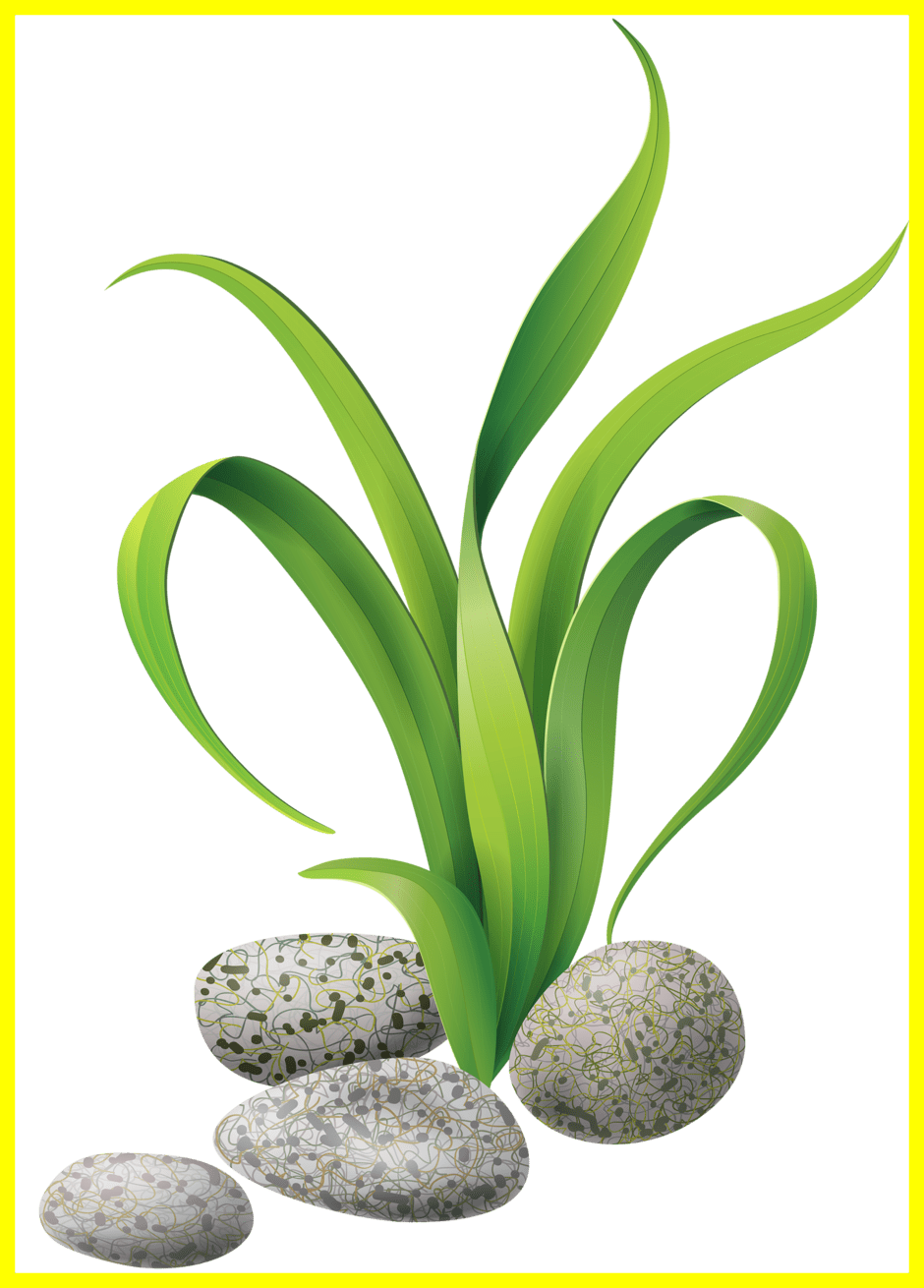 Coconut Tree Coconut Tree Clipart Png The Best Algae - Slippery Fish Song (940x1310)