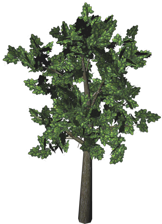Post Oak Tree Leaves Download - Fiddle Leaf Fig Tree Fake (1024x768)