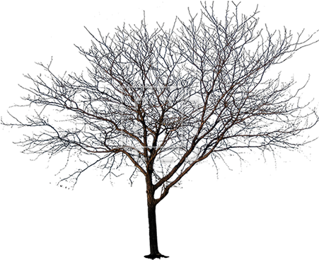 Parent Category - Tree Png Black And White (450x450)