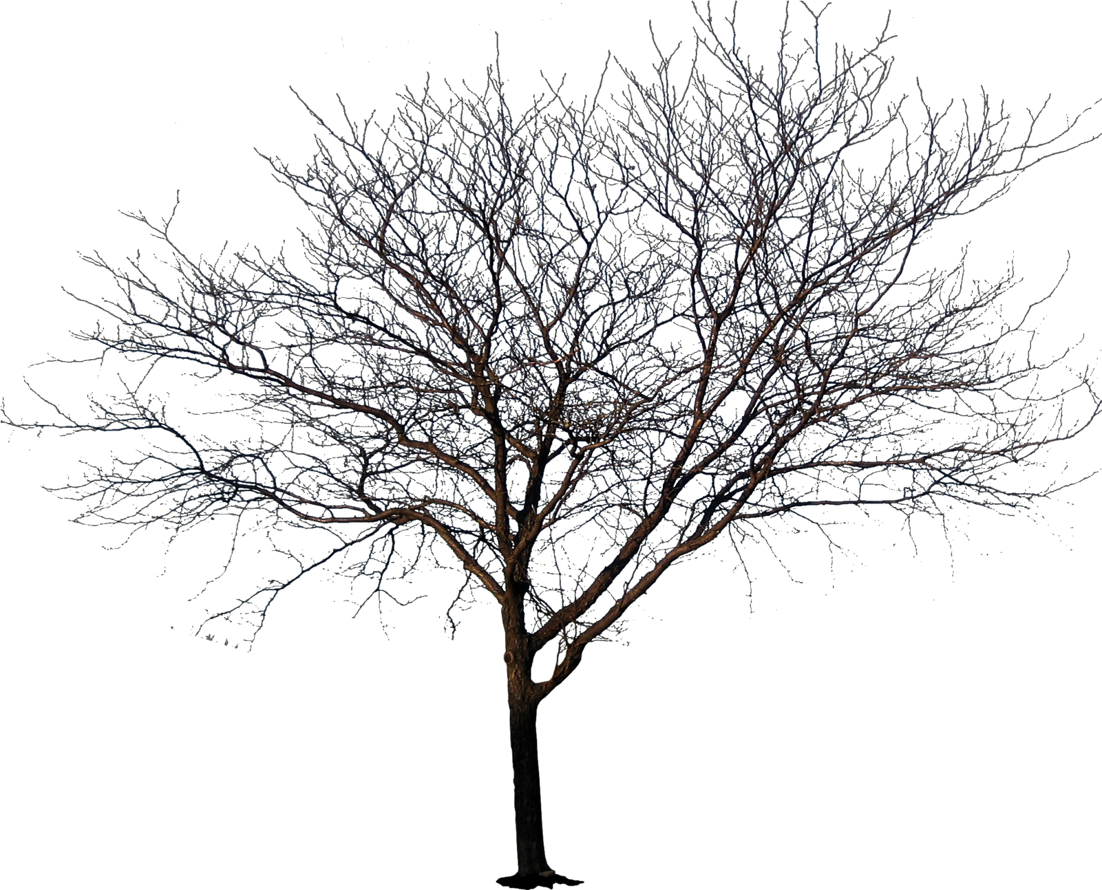 Summer Tree 1 Summer Tree 2 - Trees No Leaves Png (1600x1600)