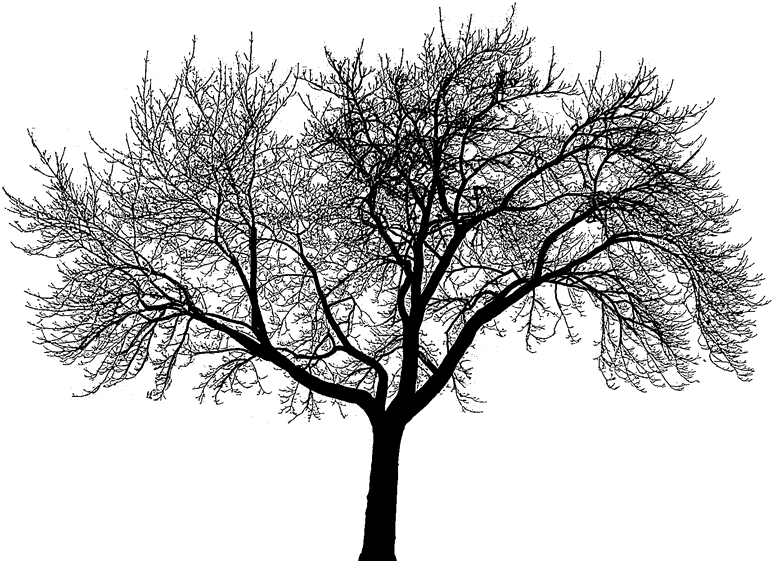 Dead Trees Forest Black And White For Kids - We Can T Choose Where We Come (800x600)