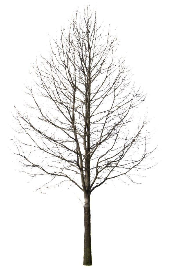 Deciduous Tree Winter I - Trees Cut Out Black (612x950)