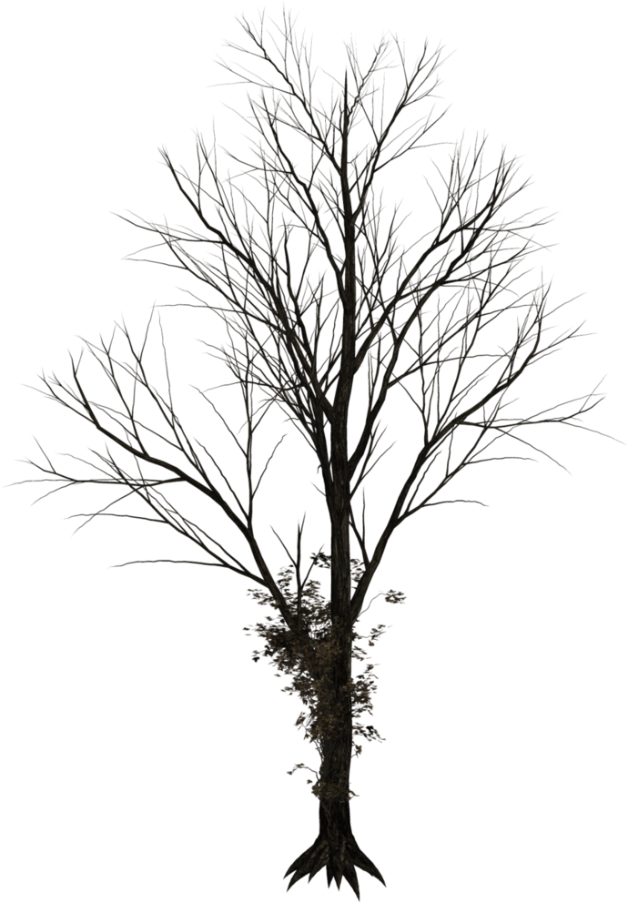 Dark Trees Png Stock - Leafless Tree Png (780x1025)