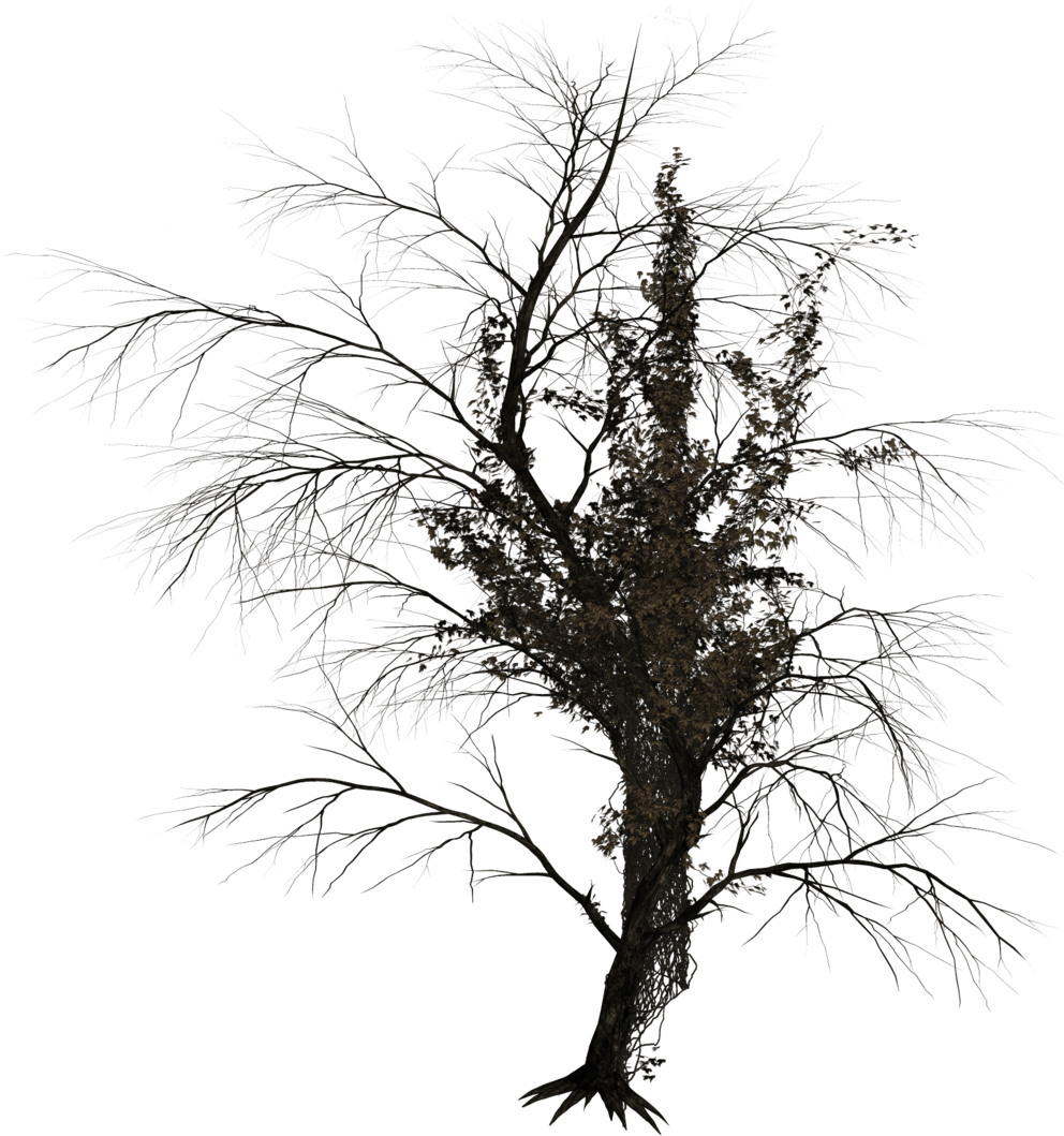 Dark Trees Png Stock 02 By Roy3d - Dark Trees Png (1024x1150)