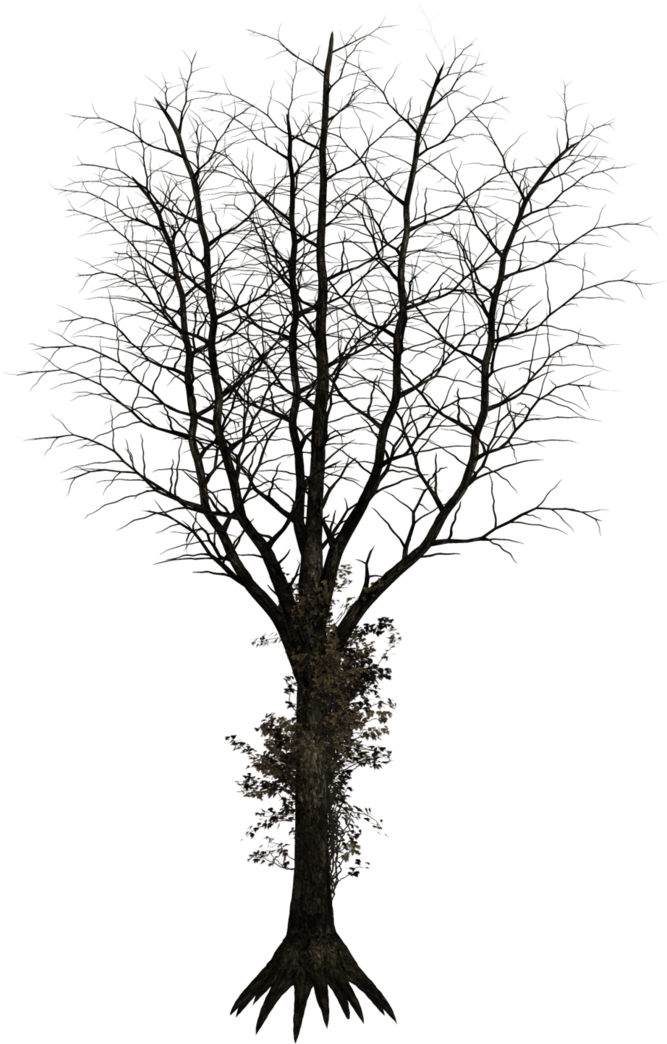 Dark Trees Png Stock 04 By Roy3d - Dark Trees Png (741x1078)