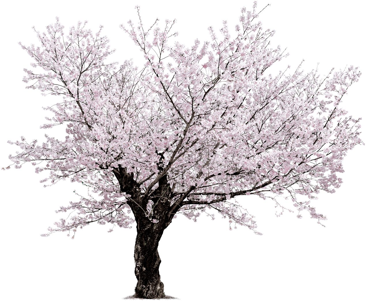 Sakura - Transparant Background White Cherry Blossom Tree (1270x1044)