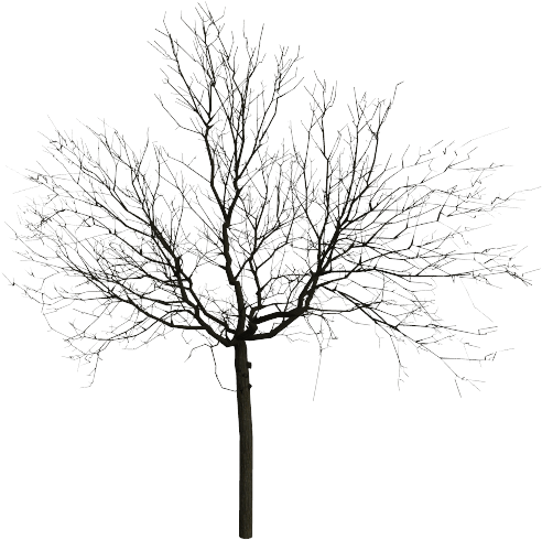 45 Tree Silhouettes Png Transparent Background - Illustration (631x561)