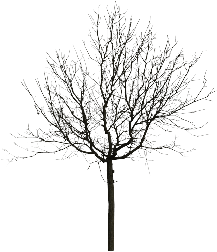 5 Photo - Black And White Tree Png (631x561)