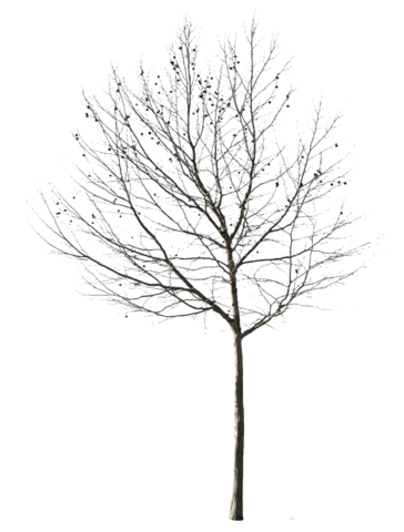Deciduous Tree Winter Ii - Tree Winter Cutout (364x480)