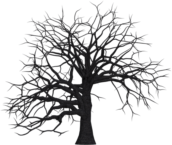 Tree, Digital Art, Isolated, Without Leaves, Leafless - Leafless Tree Silhouette (640x480)