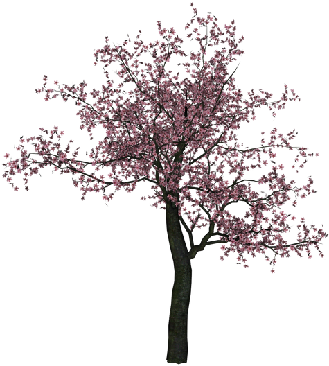 Almond Tree Branch Black And White Download - Cherry Blossom Tree Png (750x562)