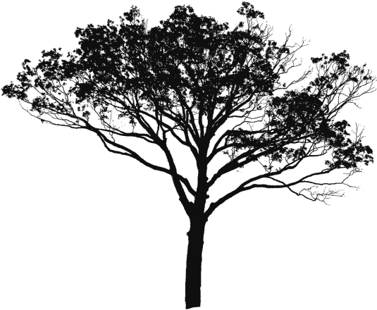 Tree Vector Black And White, Tree Vector Clipart, Tree - Manfred-symphonie By Kitajenko; Guerzenich Orchester (640x640)