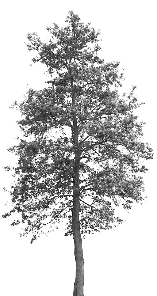 Color - Mediterranean Cypress (512x966)