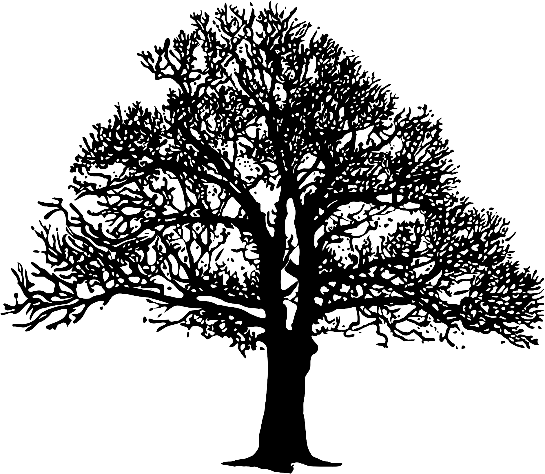 This Free Icons Png Design Of Tree3 B&w - B And W Tree (2400x1697)