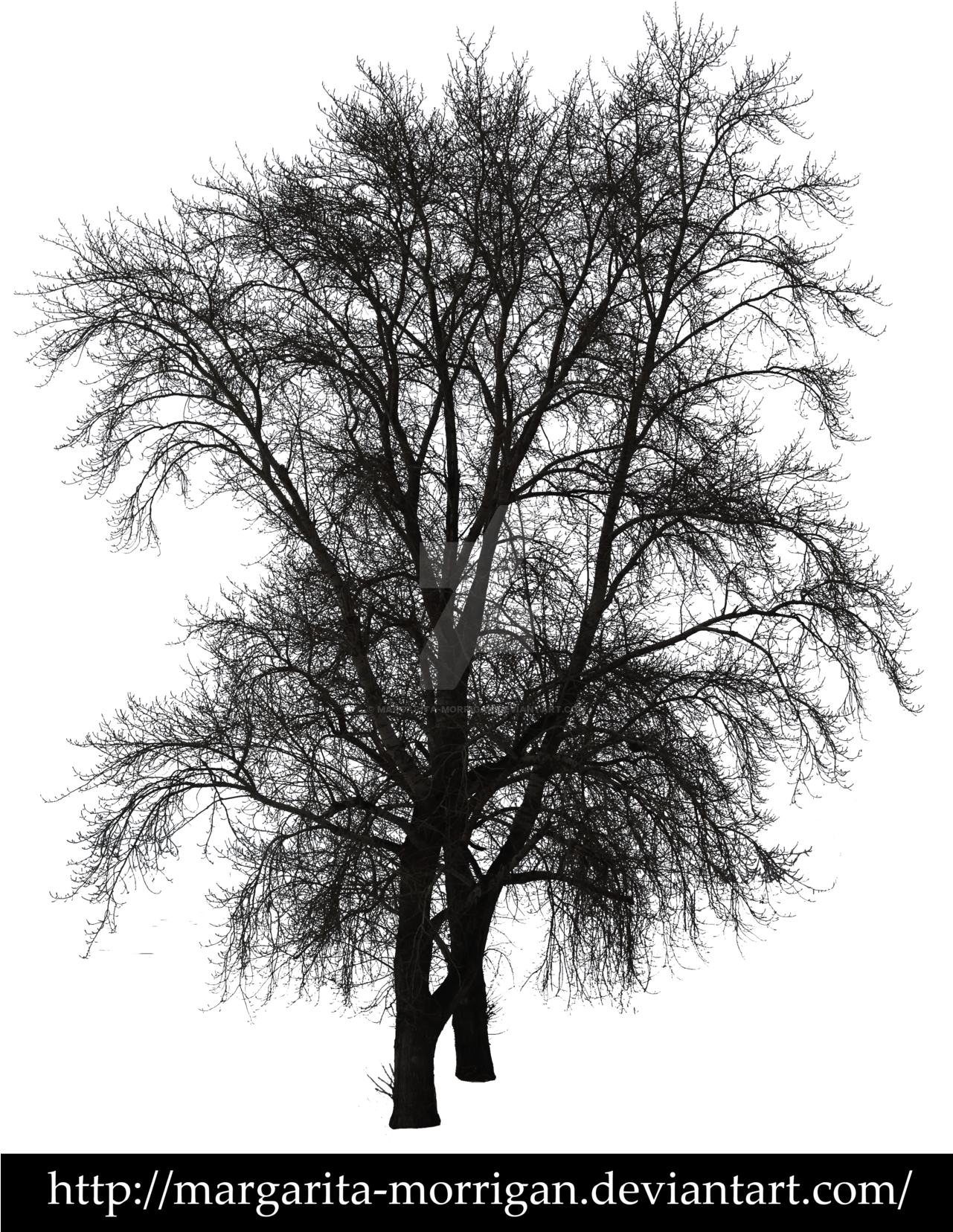 Bare Trees By Margarita Morrigan Bare Trees By Margarita - Bare Trees (1280x1706)