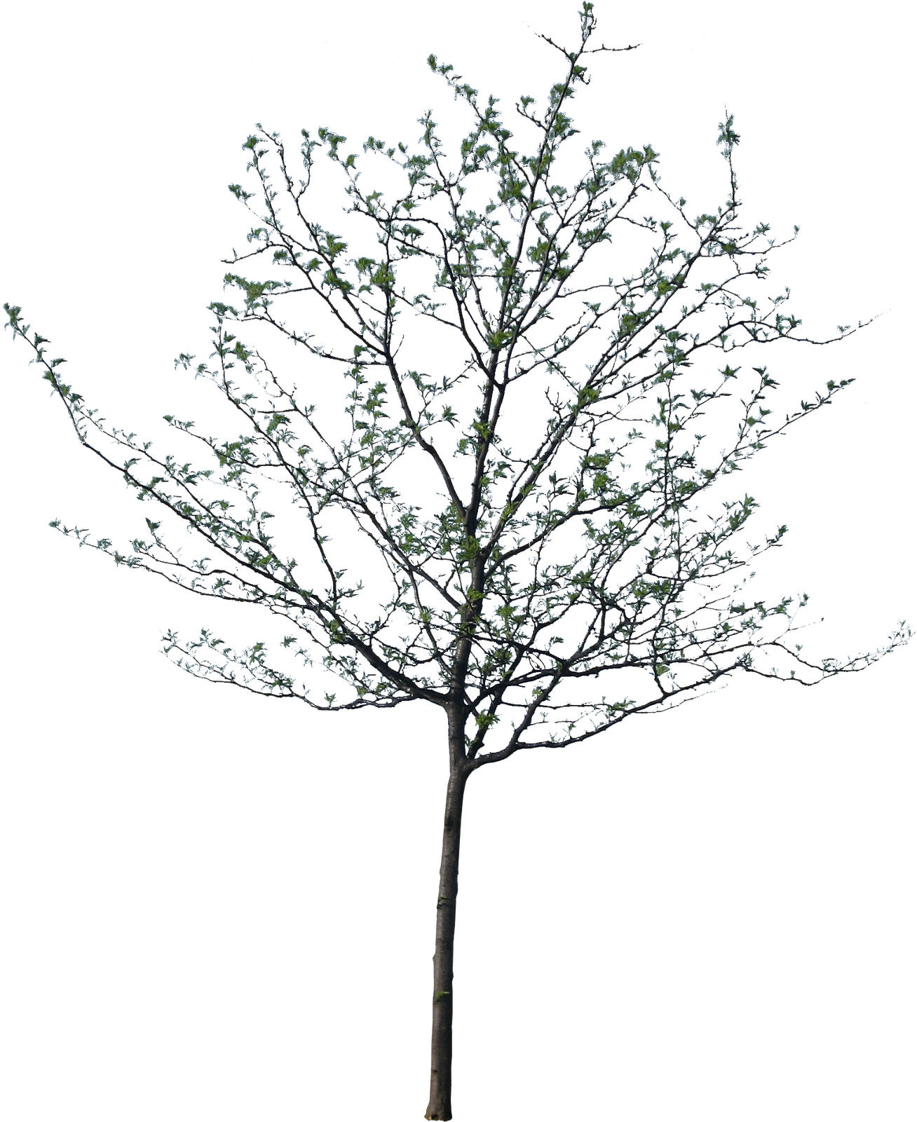 Cutout Tree - Tree Cut Out Png (1600x1600)