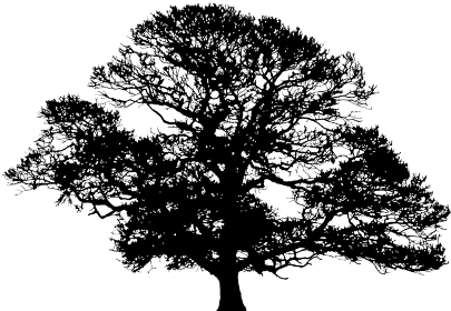 Live Oak Tree Silhouette (438x294)